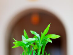 Bouquets are Temporary, Plants are Forever