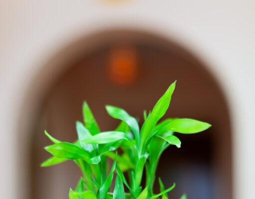 Bouquets are Temporary, Plants are Forever