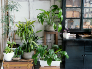 Your Personal Green Oasis