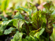 Winter’sFresh Picks
