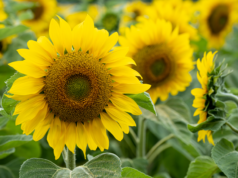 Season ofJoy & Gratitude