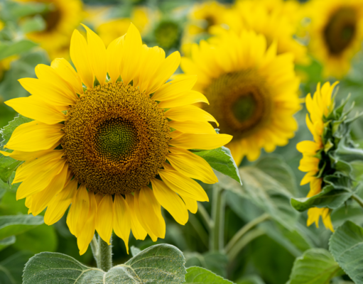 Season ofJoy & Gratitude